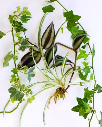 plant rooters starters hanging water gardens brass butterfly stained glass